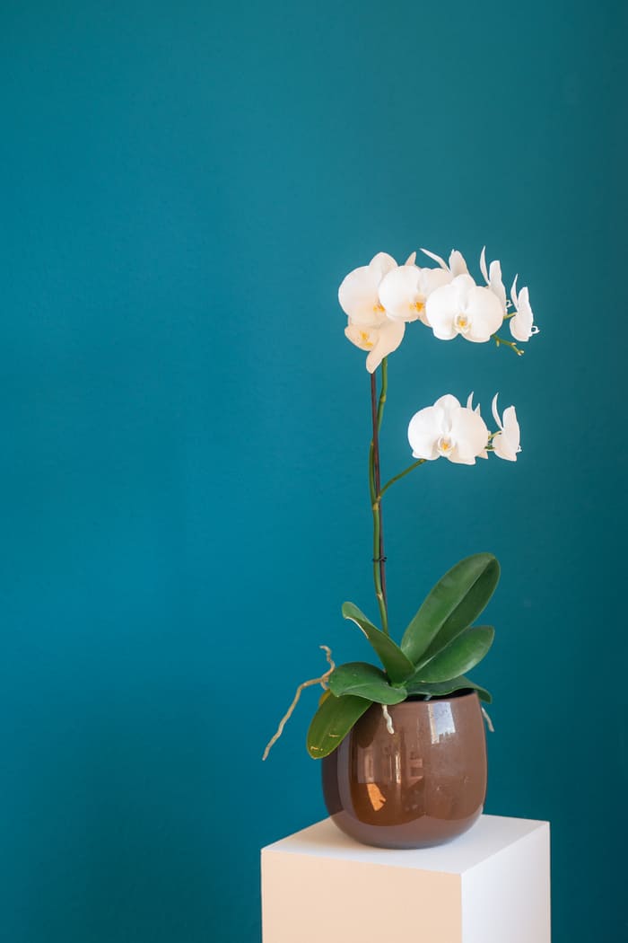 Weiße Orchidee in einem braunen Topf auf einem weißen Sockel vor petrolblauer Wand